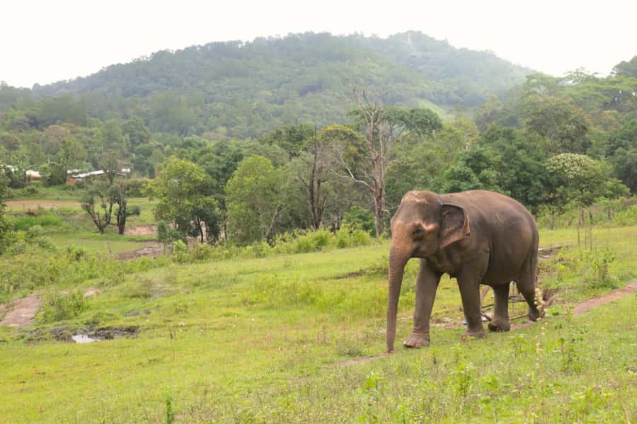 Chiang Mai: Day for Elephant Observation Only Half-day Trip - The sanctuary setting: photos, streams, and quiet observation