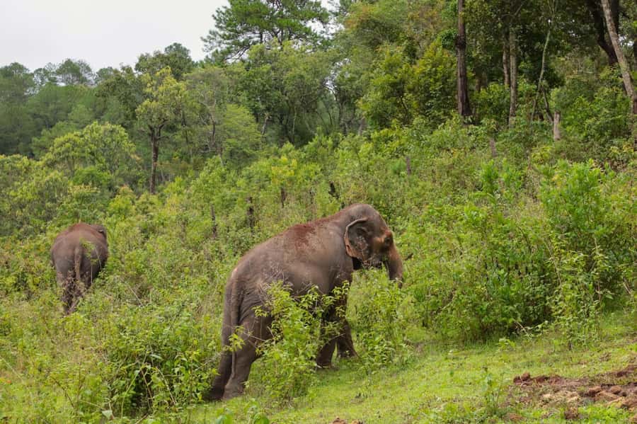 Chiang Mai: Day for Elephant Observation Only Half-day Trip - About the price: does $46 feel fair?