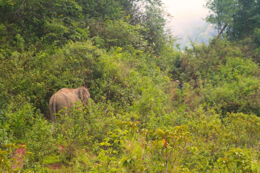 Chiang Mai: Day for Elephant Observation Only Half-day Trip - Timing in Chiang Mai: plan your morning or afternoon carefully