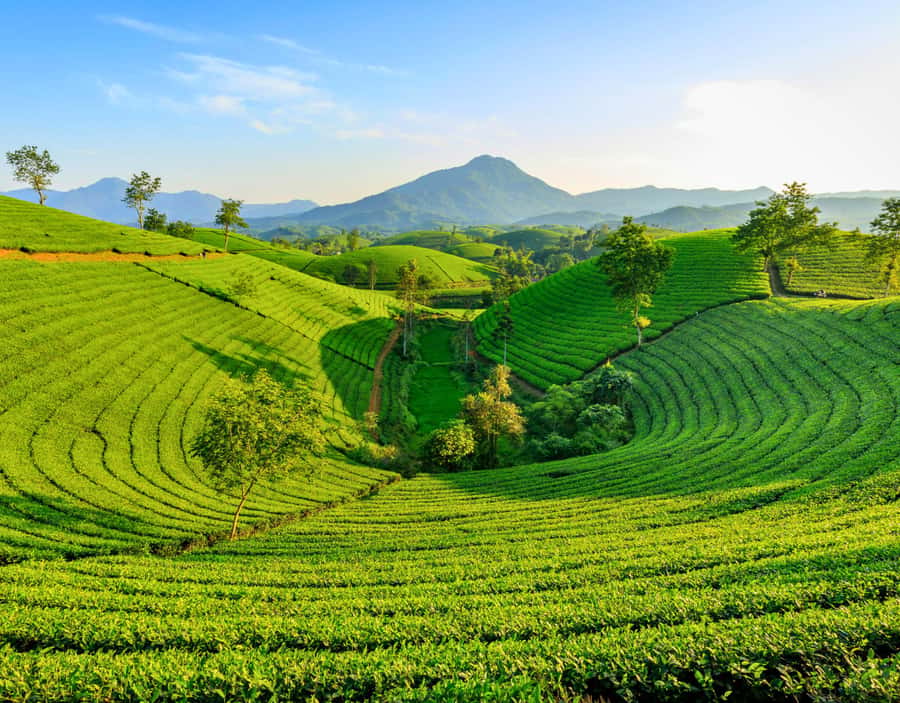 Chiang Mai: Day Trip to Chiang Rai Temples & Golden Triangle - Quick Stretch Stop at Mae Kachan Hot Spring
