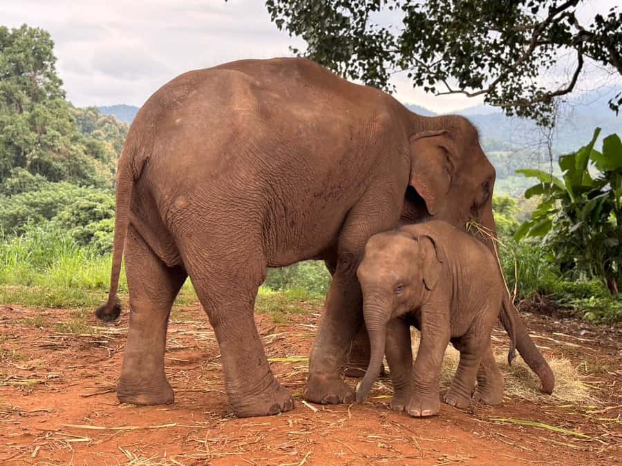 Chiang Mai: Doi Inthanon and Elephant Sanctuary Tour - Doi Inthanon National Park: the fern forest walk and the chill at the top