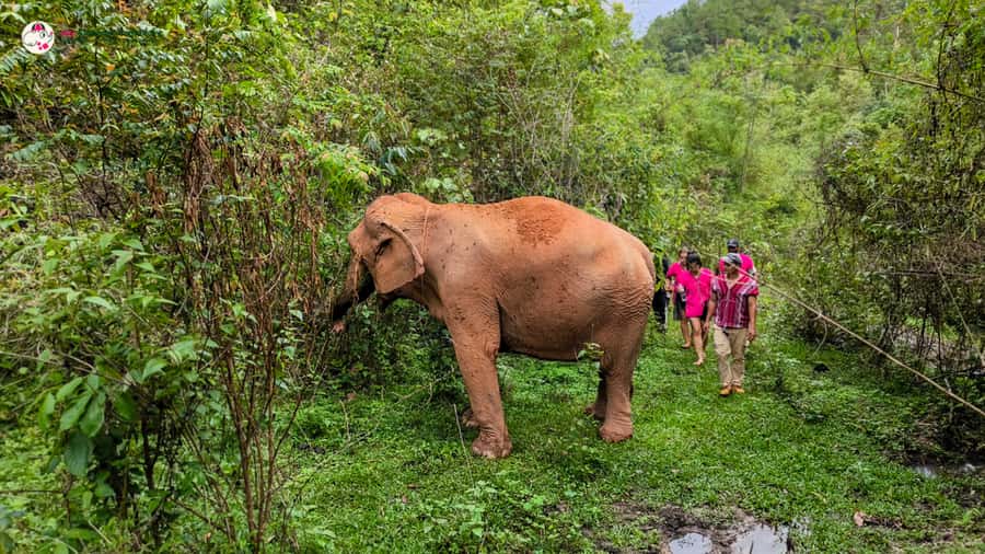 Chiang Mai: Doi Inthanon and Elephant Sanctuary Tour & Hike - Quick takes before you go