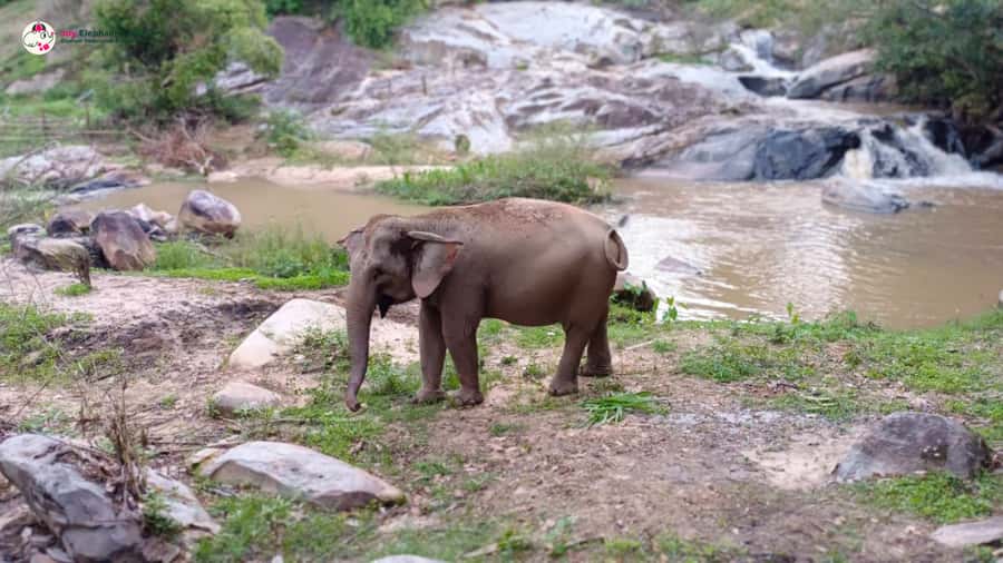 Chiang Mai: Doi Inthanon and Elephant Sanctuary Tour & Hike - Nature reserve pace: tea, birds, butterflies, and breathing room