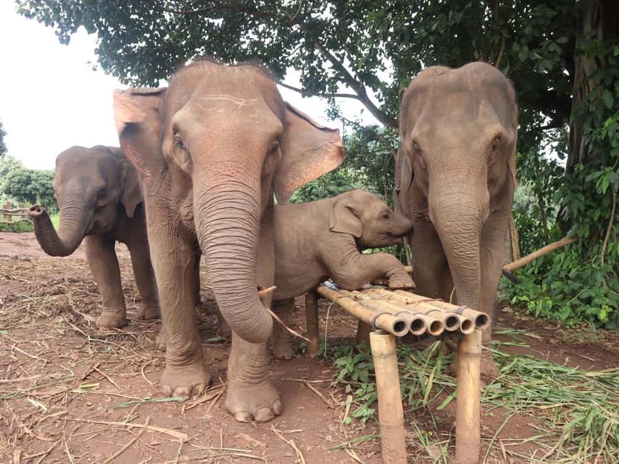 Chiang Mai: Doi Inthanon and Elephant Sanctuary Tour - Morning pickup and the drive out of Chiang Mai