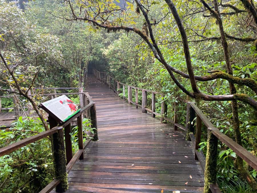 Chiang Mai: Doi Inthanon Explore & ATV Adventure - Pa Pong Piang Rice Terrace: local scenery with a different tempo