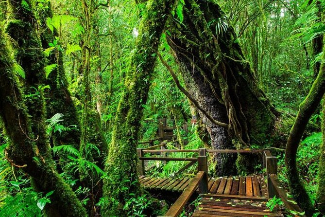 Chiang Mai - Doi Inthanon Full day Tour - How the Guide and Small-Group Size Affects Your Day