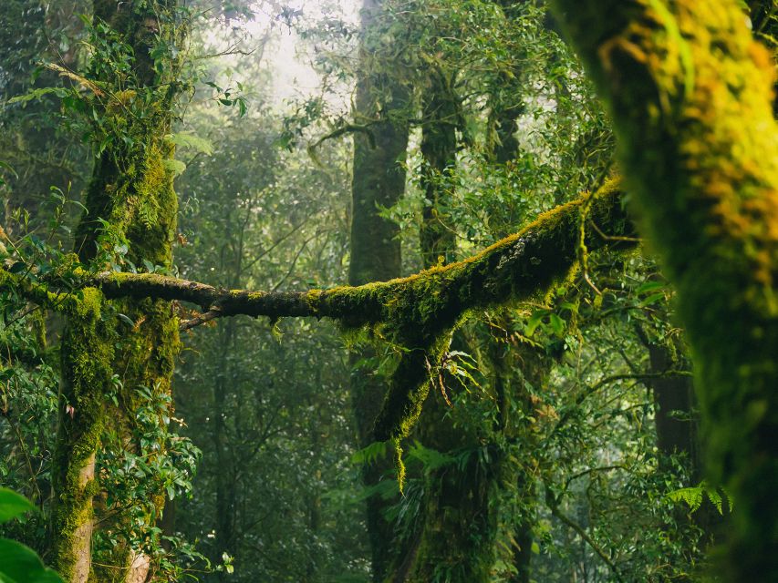 Chiang Mai: Doi Inthanon Highlights Small Group Tour - Price and value: why $93 can make sense here
