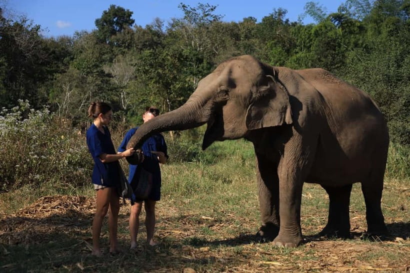 Chiang Mai: Doi Inthanon Hiking & Elephant Sanctuary Program - Elephant feeding and bathing: do’s, don’ts, and the comfort stuff