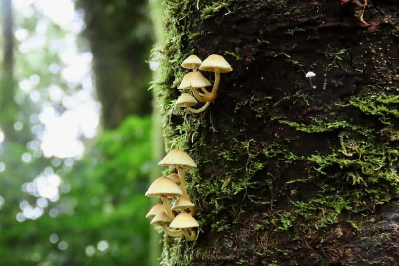 Chiang Mai: Doi Inthanon National Park and Kew Mae Pan Tour - Guides like Steve, Eddy, and Paul—and what to watch for
