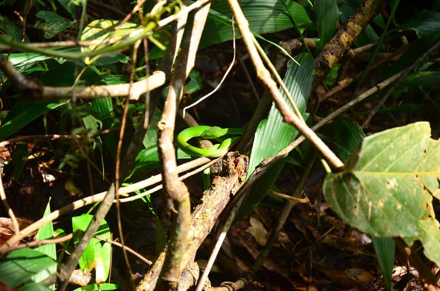 Chiang Mai: Doi Inthanon National Park Private Tour - Kew Mae Pan Nature Trail: ridge walks and cloud-forest vibes