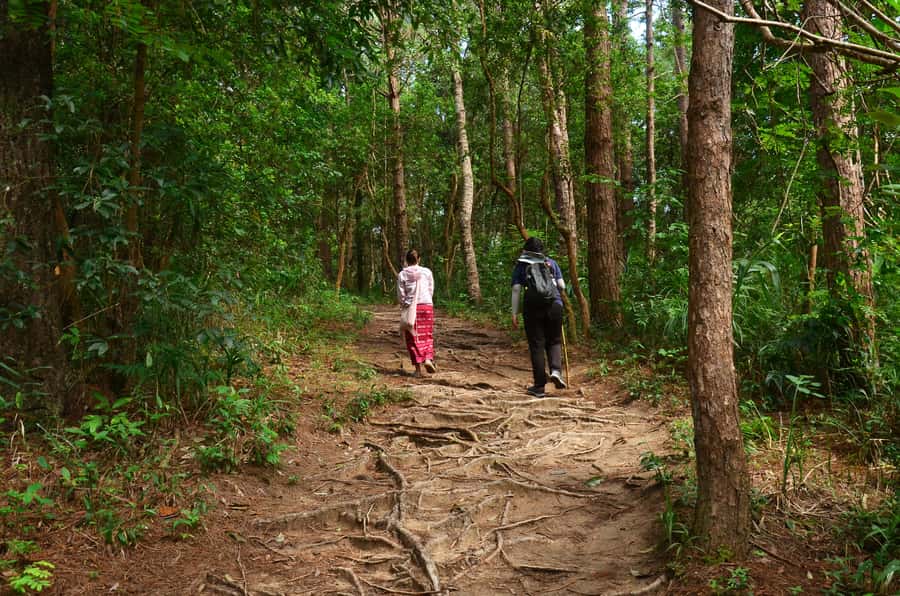 Chiang Mai: Doi Inthanon National Park Private Tour - Pha Dok Sieo Nature Trail: waterfalls, rice terraces, and coffee