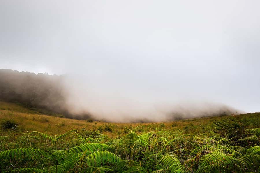 Chiang Mai: Doi Inthanon National Park, Waterfall & Lunch - National Park highlights: highest point, viewpoints, and Wachirathan Falls