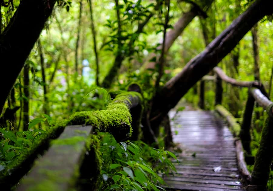 Chiang Mai: Doi Inthanon National Park with Ticket & Lunch - Getting to Doi Inthanon without the planning headache