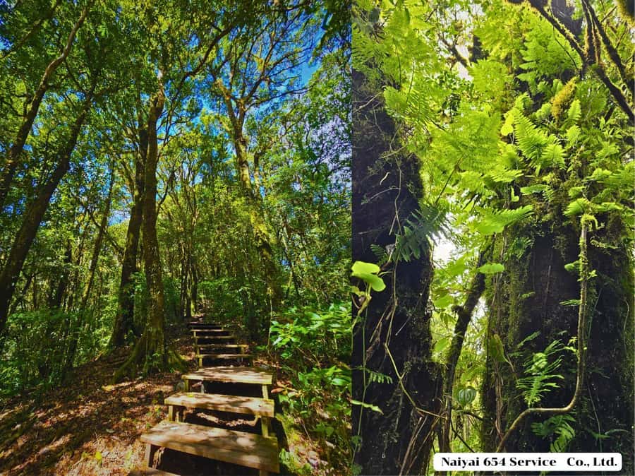 Chiang Mai: Doi Inthanon One-Day Tour with a Private Driver - Why Doi Inthanon feels like a real escape from Chiang Mai