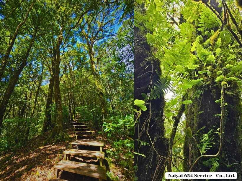 Chiang Mai: Doi Inthanon One-Day Tour with a Private Driver - Doi Inthanon National Park: where the altitude makes the whole trip work