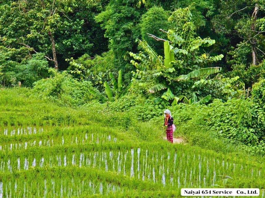 Chiang Mai: Doi Inthanon One-Day Tour with a Private Driver - Private driver means you control the day (no tour guide required)