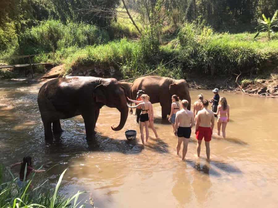 Chiang Mai: Doi Inthanon Park Hiking & Elephants Sanctuary - Should you book this Doi Inthanon and elephant day trip?