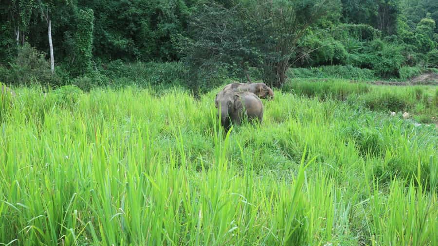 Chiang Mai: Doi Inthanon Park Hiking & Elephants Sanctuary - Doi Inthanon’s highest peak viewpoints and the King and Queen Pagodas