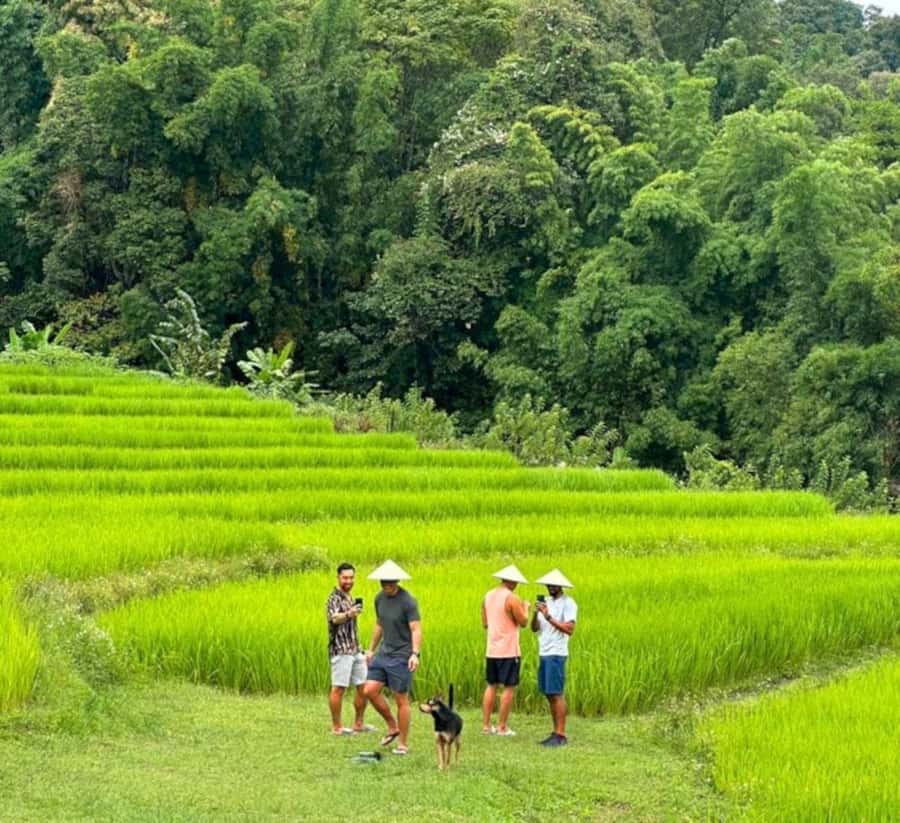 Chiang Mai: Doi Inthanon Park Hiking & Elephants Sanctuary - Elephant sanctuary viewing: what ethical means on the ground