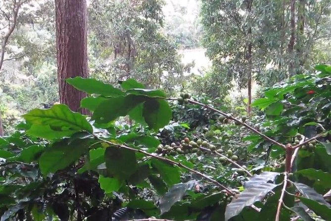 CHIANG MAI: Doi Inthanon-Trekking Pha Dok Seaw-Waterfall-Lunch - Guides and Group Size: Small Group Help You Feel the Day