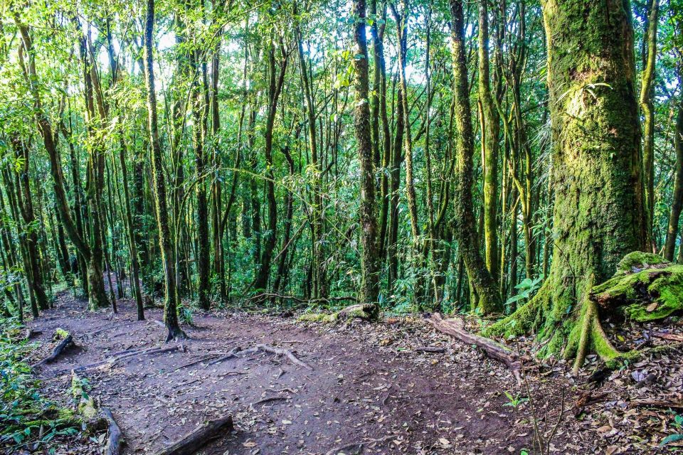 Chiang Mai: Doi Inthanon, Waterfalls, & Tribal Villages Tour - Who should book this Doi Inthanon day trip