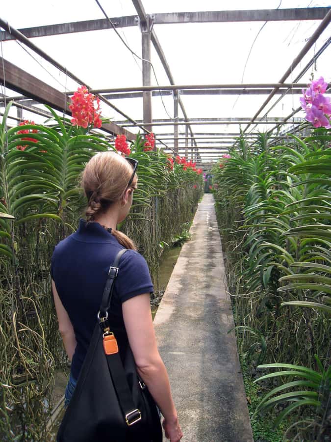 Chiang Mai: Doi Suthep, Orchid Farm and Waterfall with Lunch - Wat Pha Lat: The Quick Hidden-Temple Contrast