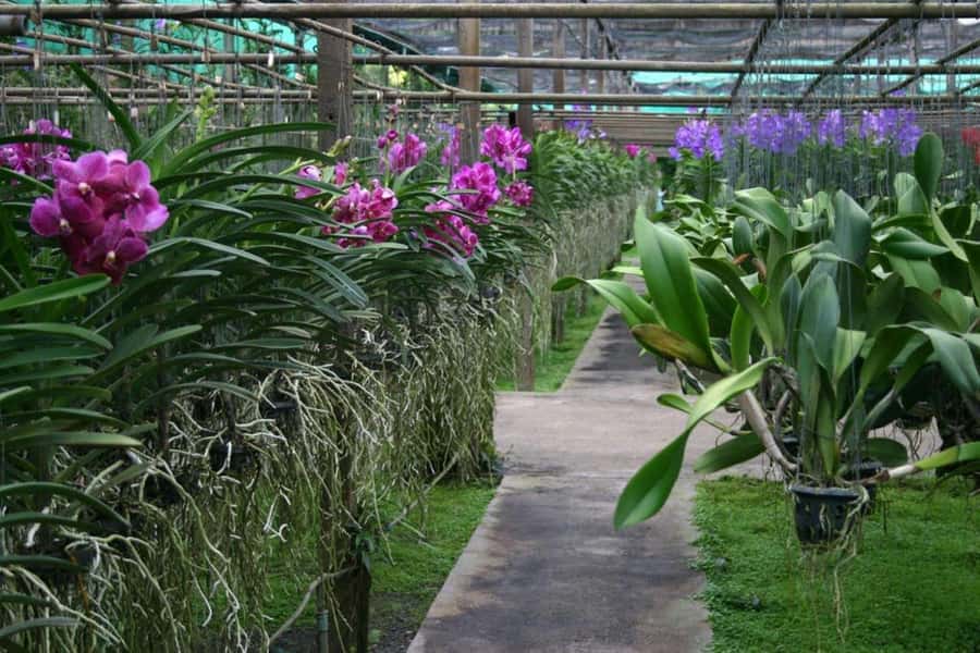 Chiang Mai: Doi Suthep, Orchid Farm and Waterfall with Lunch - Bai Orchid & Butterfly Farm: What You’ll Get in an Hour