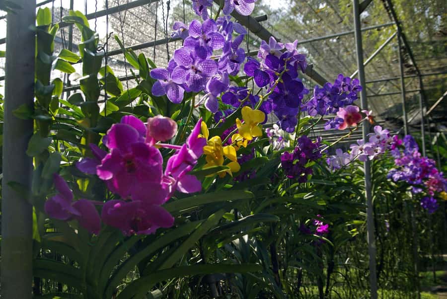 Chiang Mai: Doi Suthep, Orchid Farm and Waterfall with Lunch - Price and Value: What You’re Really Paying For