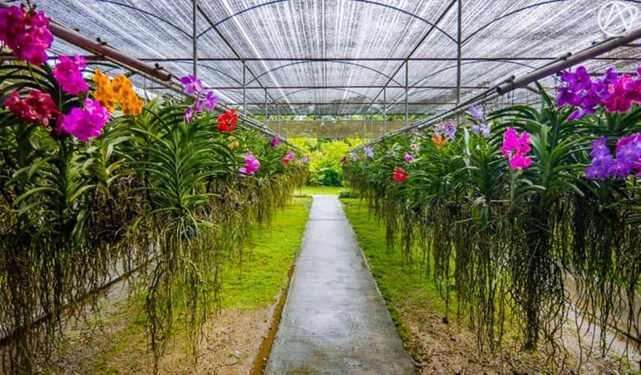 Chiang Mai: Doi Suthep, Orchid Farm and Waterfall with Lunch - Getting to Doi Suthep: Morning Pickup and the Van Schedule