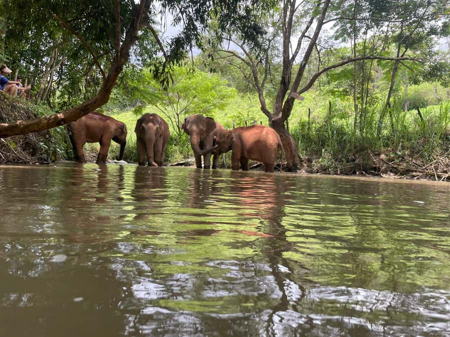 Chiang Mai: Elephant Dream Project Sanctuary - Full Day - Key things that make this day memorable