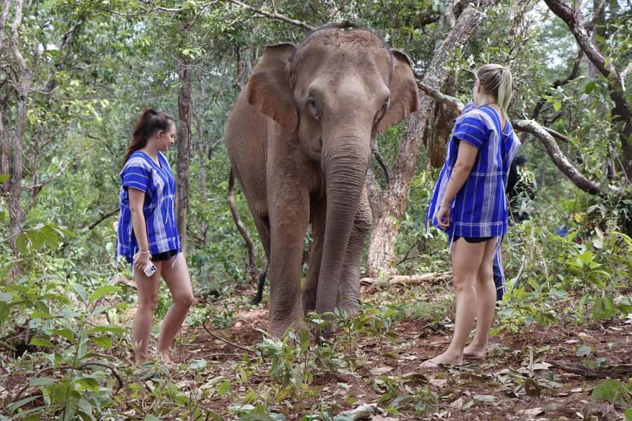 Chiang Mai: Elephant Dream Project Sanctuary - Full Day - What This Elephant Dream Project Day Is Really About