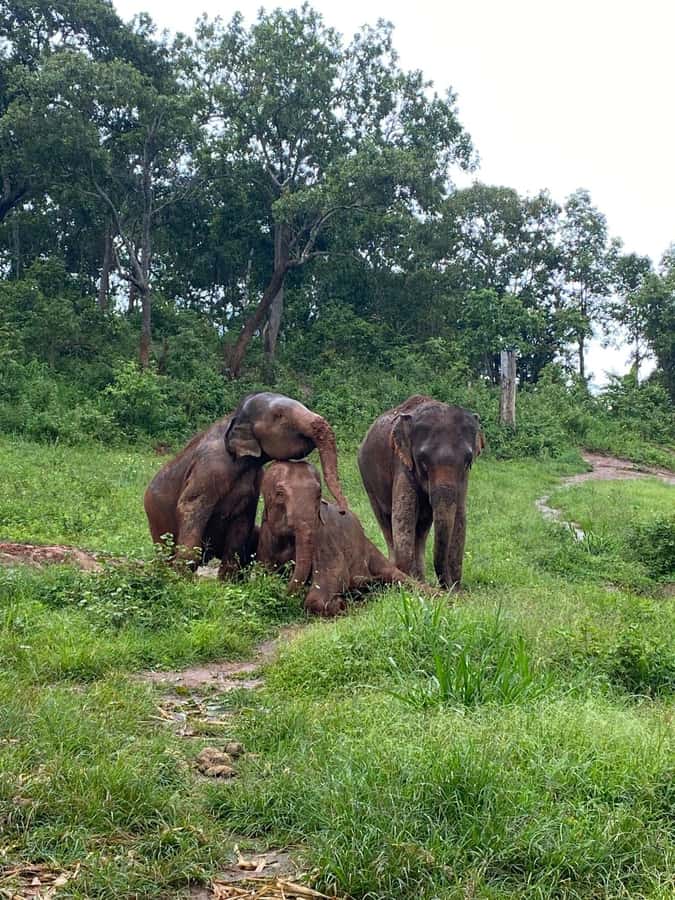 Chiang Mai: Elephant Dream Project Sanctuary - Full Day - Village Time: Learning Elephant Care Through Local Lives