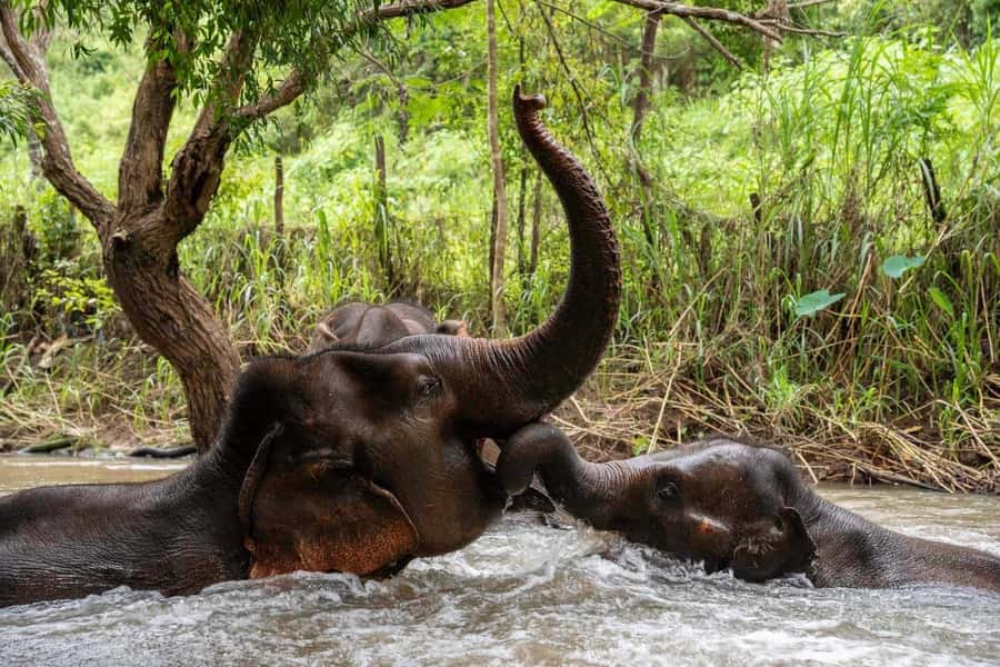 Chiang Mai: Elephant Dream Project Sanctuary - Full Day - Lunch and the Details That Affect Comfort