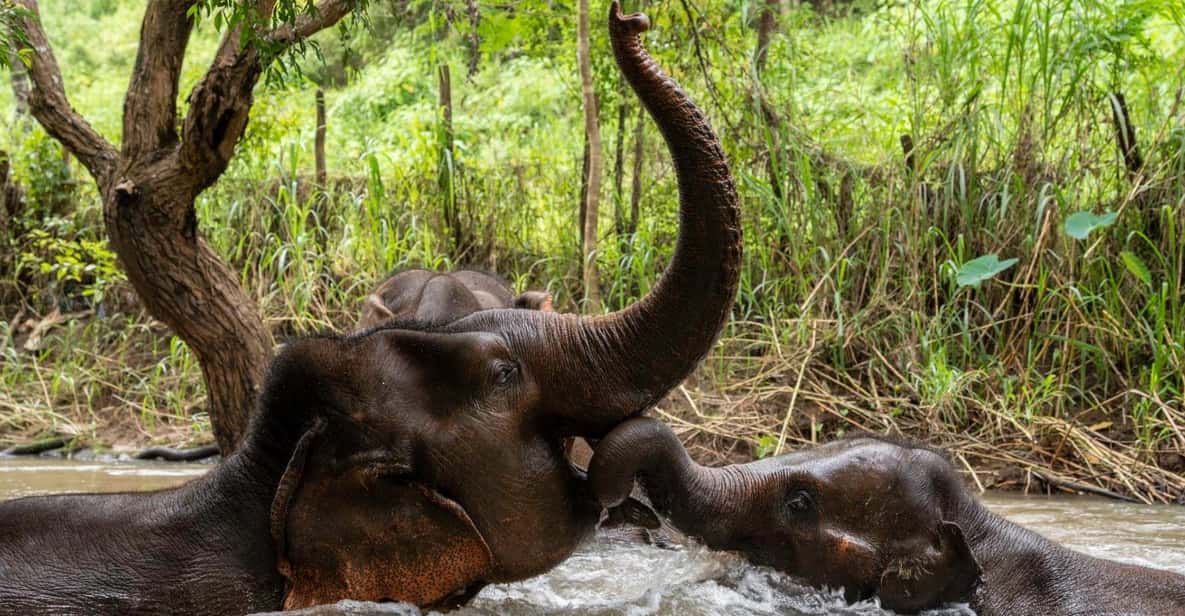 Chiang Mai: Elephant Dream Project Sanctuary - Full Day - Price and Logistics: Is $73 Good Value for This Day?