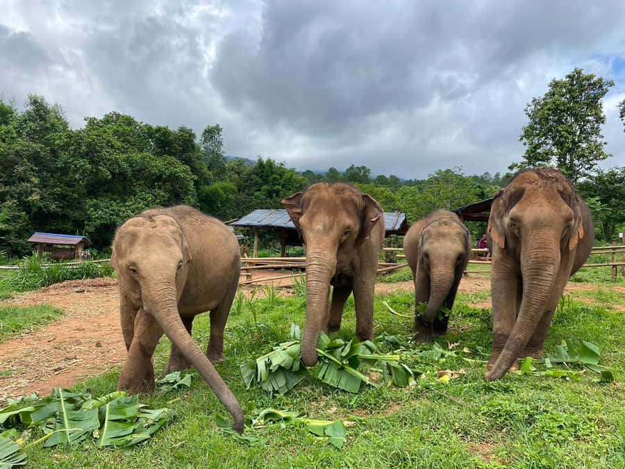 Chiang Mai: Elephant Dream Project Sanctuary - Full Day - Getting There From Chiang Mai: Pickup and Mountain Road Reality
