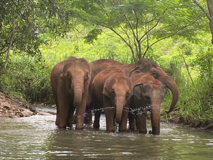 Chiang Mai: Elephant Dream Project Sanctuary - Half-Day - Price and Value: What You’re Paying For at $51