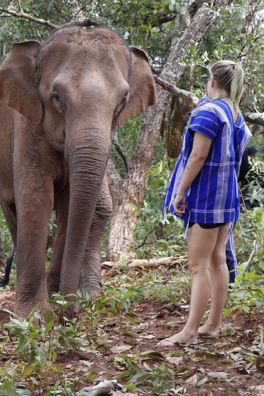 Chiang Mai: Elephant Dream Project Sanctuary - Half-Day - Who This Tour Suits Best (And Who Should Skip)