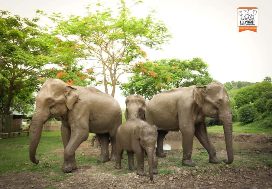 Chiang Mai Elephant Jungle Sanctuary &Mama Noi Cooking Class - Key highlights you’ll actually feel