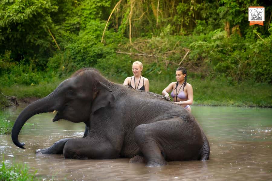 Chiang Mai Elephant Jungle Sanctuary &Mama Noi Cooking Class - Elephant Jungle Sanctuary: feeding, play, and learning behavior