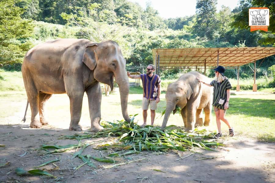 Chiang Mai Elephant Jungle Sanctuary &Mama Noi Cooking Class - Dinner with your cooking plus mango sticky rice