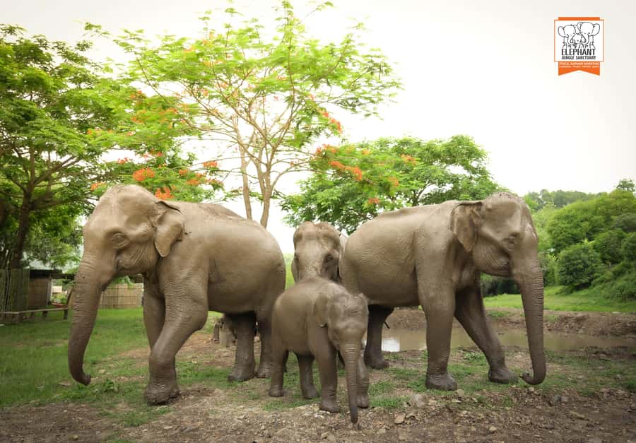 Chiang Mai: Elephant Jungle Sanctuary with Lunch & Transfer - Feeding free-roaming elephants: bananas, sugar cane, and real connection