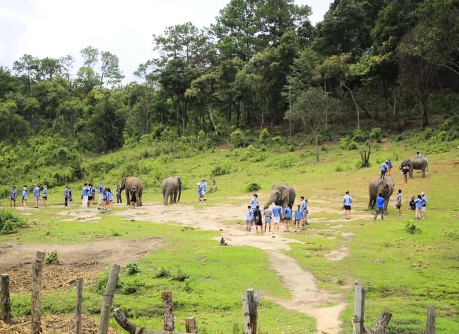 Chiang Mai Elephant Recovery Center, Doi Inthanon and Hiking - Key things you’ll notice right away