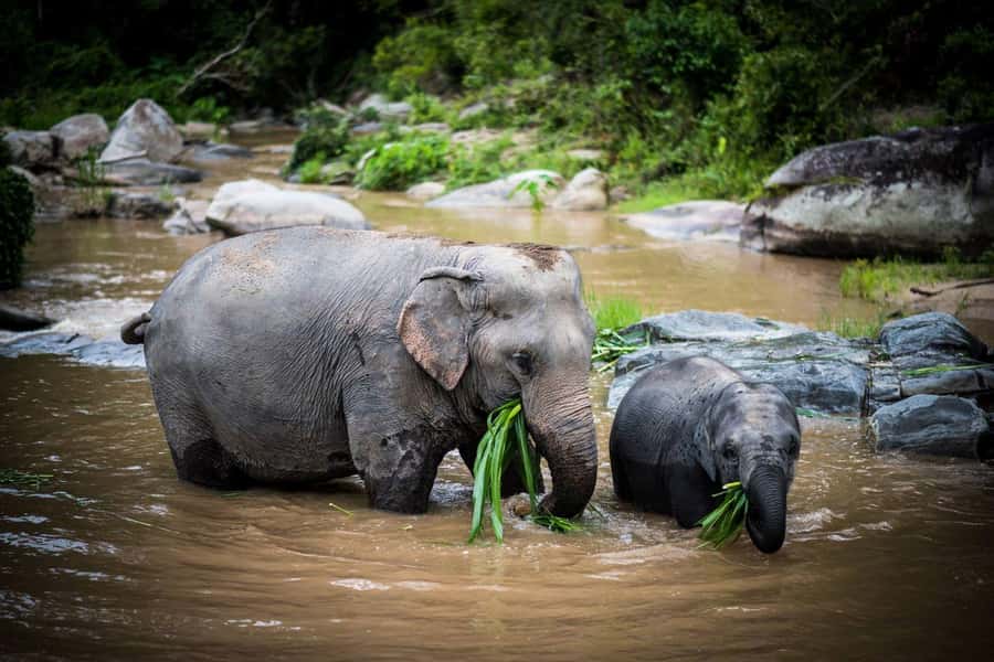 Chiang Mai Elephant Recovery Center, Doi Inthanon and Hiking - Elephant recovery first: what makes this sanctuary experience worth your time