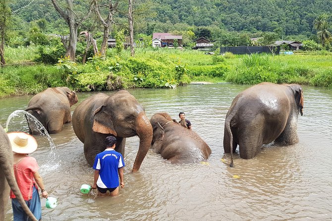 Chiang Mai Elephant Sanctuary and Temples Tour in Spanish - What you’re really signing up for: elephants plus two temples
