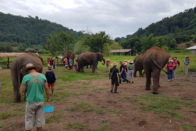 Chiang Mai Elephant Sanctuary and Temples Tour in Spanish - Lunch that keeps the day moving (and what’s not included)