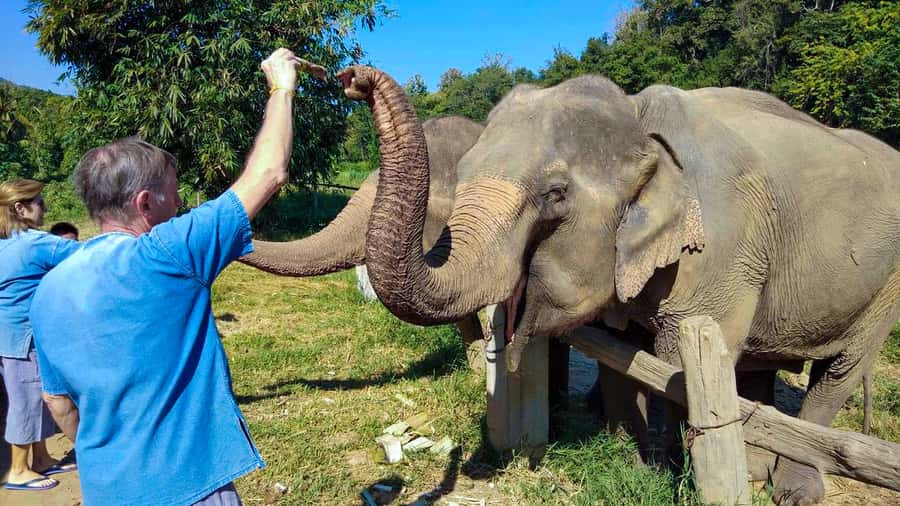 Chiang Mai: Elephant Sanctuary Guided Tour in Spanish - Banana basket greeting: feeding and learning in the natural setting