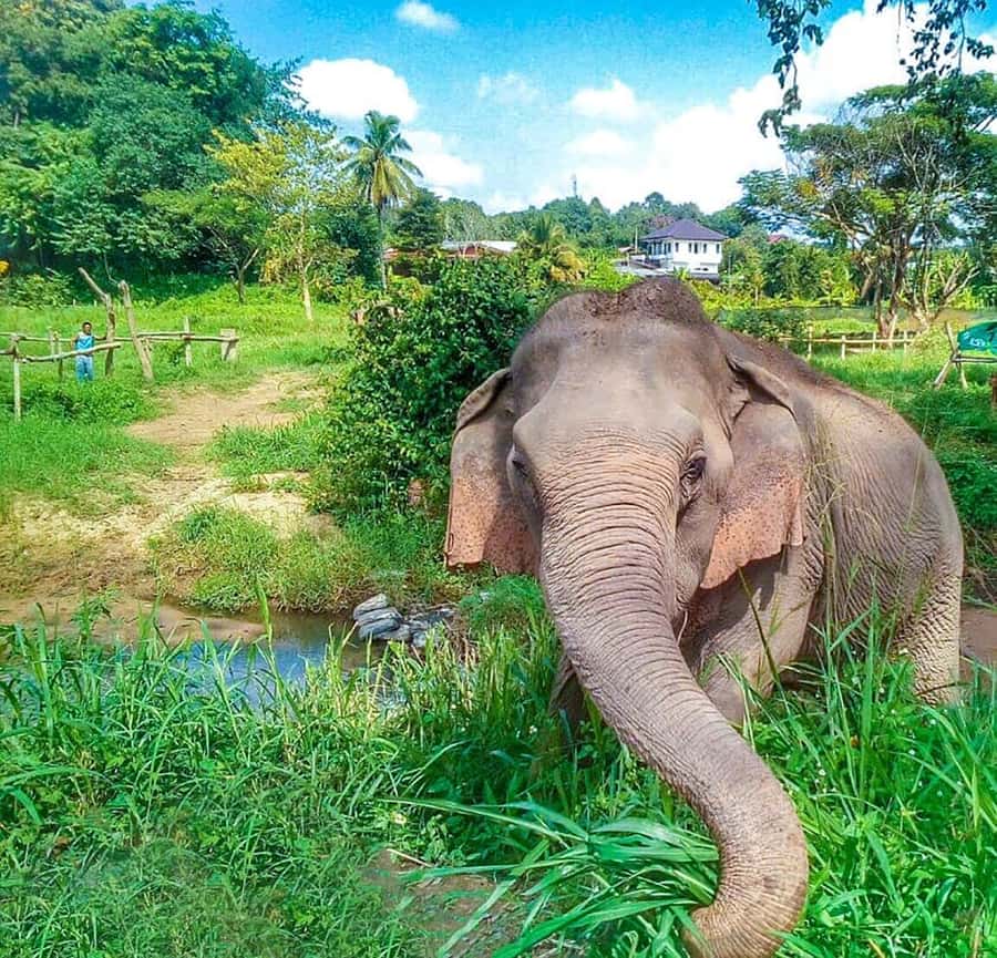 Chiang Mai: Elephant Sanctuary Guided Tour in Spanish - The short walk by the river and elephant bathing