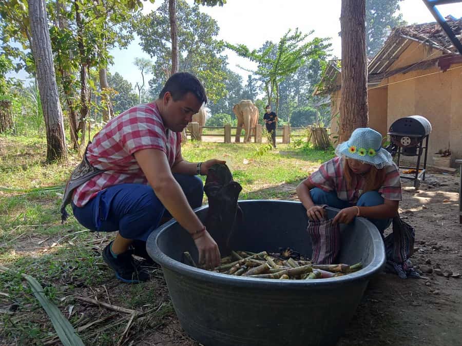 Chiang Mai: Elephant Sanctuary Guided Tour in Spanish - Lunch at the sanctuary: Pad Thai and seasonal fruit
