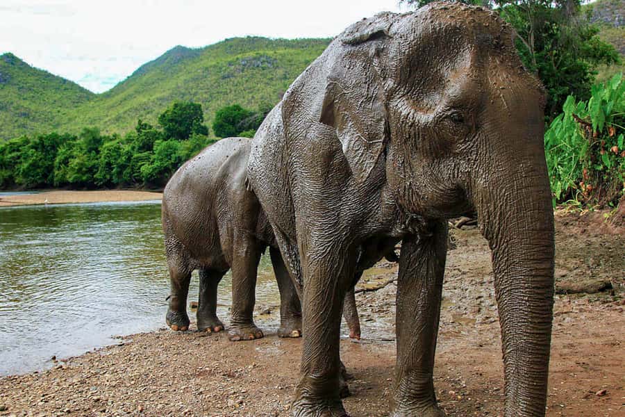 Chiang Mai: Elephant Sanctuary Guided Tour in Spanish - What to bring: your packing checklist for feeding and bathing