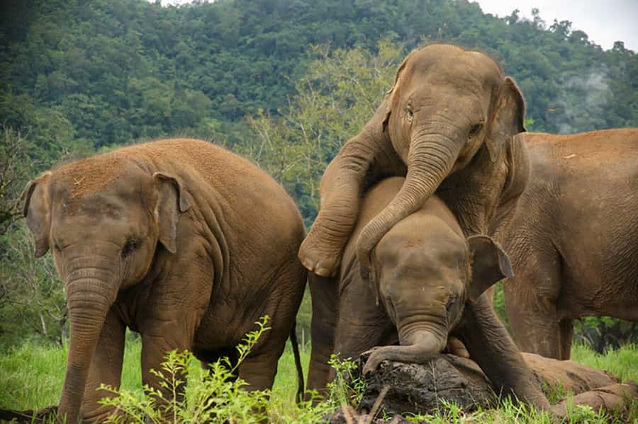 Chiang Mai: Elephant Sanctuary Guided Tour in Spanish - Getting from Chiang Mai: early pickup and a 60-minute ride out